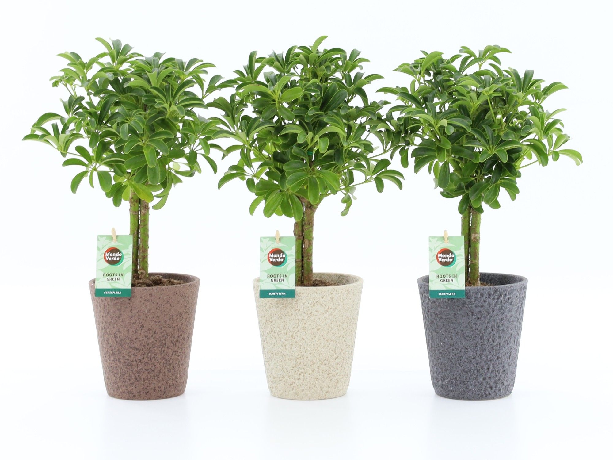 Schefflera Luseana in Nature keramiek, D 13