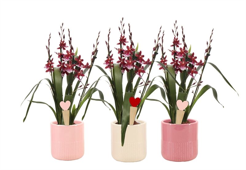 Dolomite p12 Morgan pink mix Cambria Barrocco Red 3-4T18+ compact, D 12