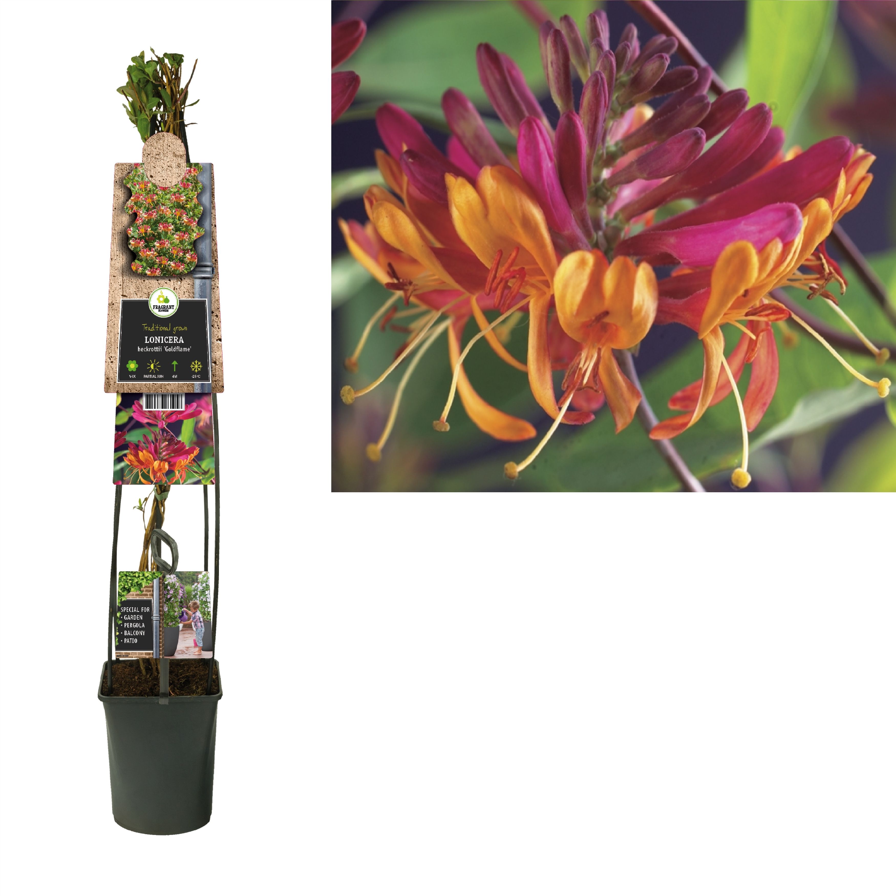 Lonicera heckrottii 'Goldflame' +3.0 label, D 23
