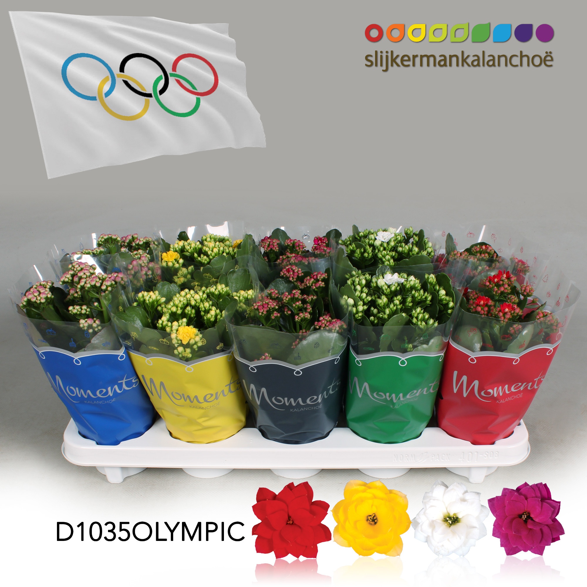 Kalanchoe Moments - Olympic flag, D 10,5
