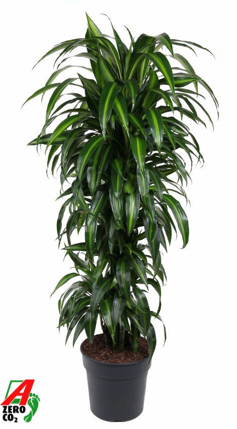 Dracaena Hawaiiana vertakt P31, D 31