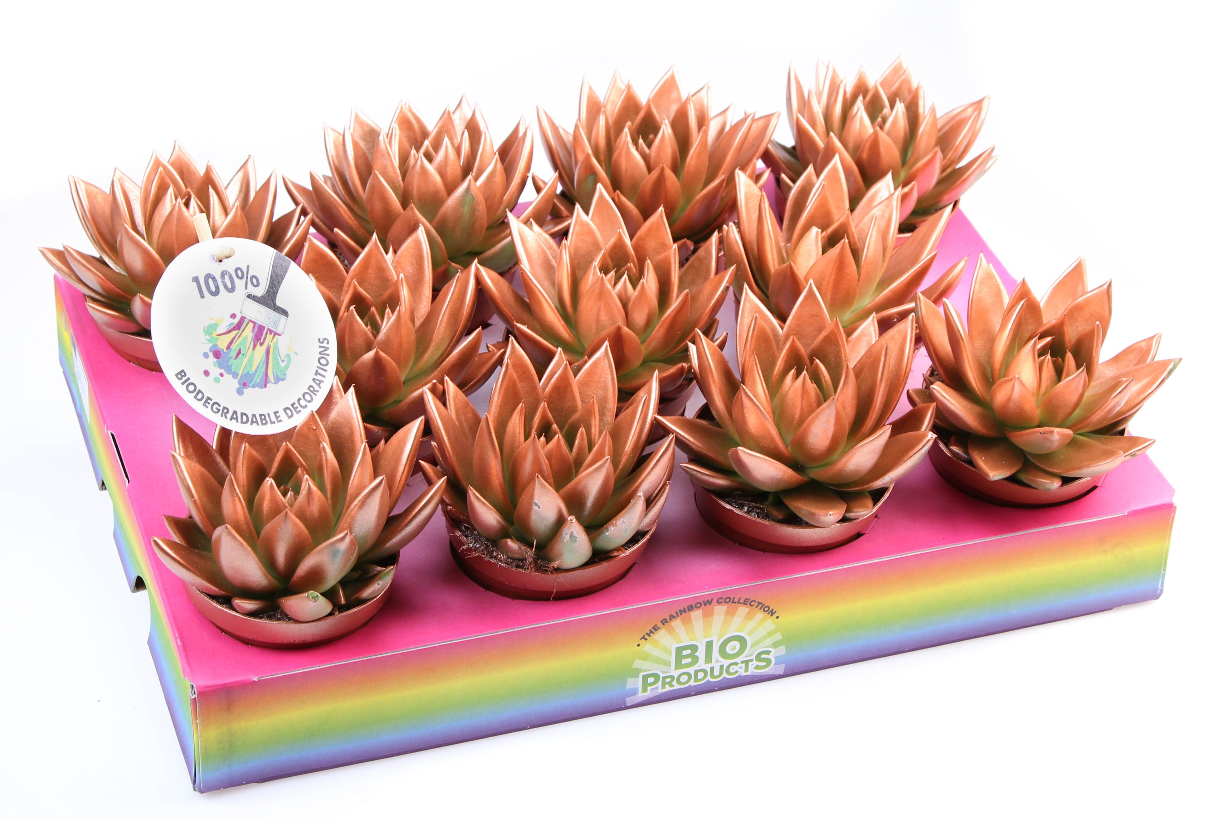 Bio miranda rainbow bronze, D 8,5