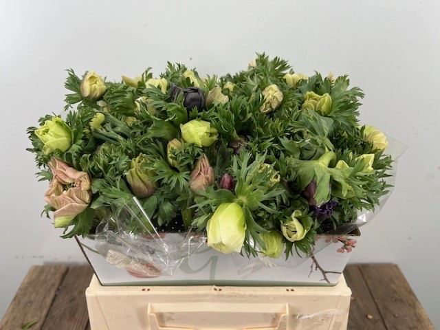 Анемон Мариане Панда 40 (бел.), шт.