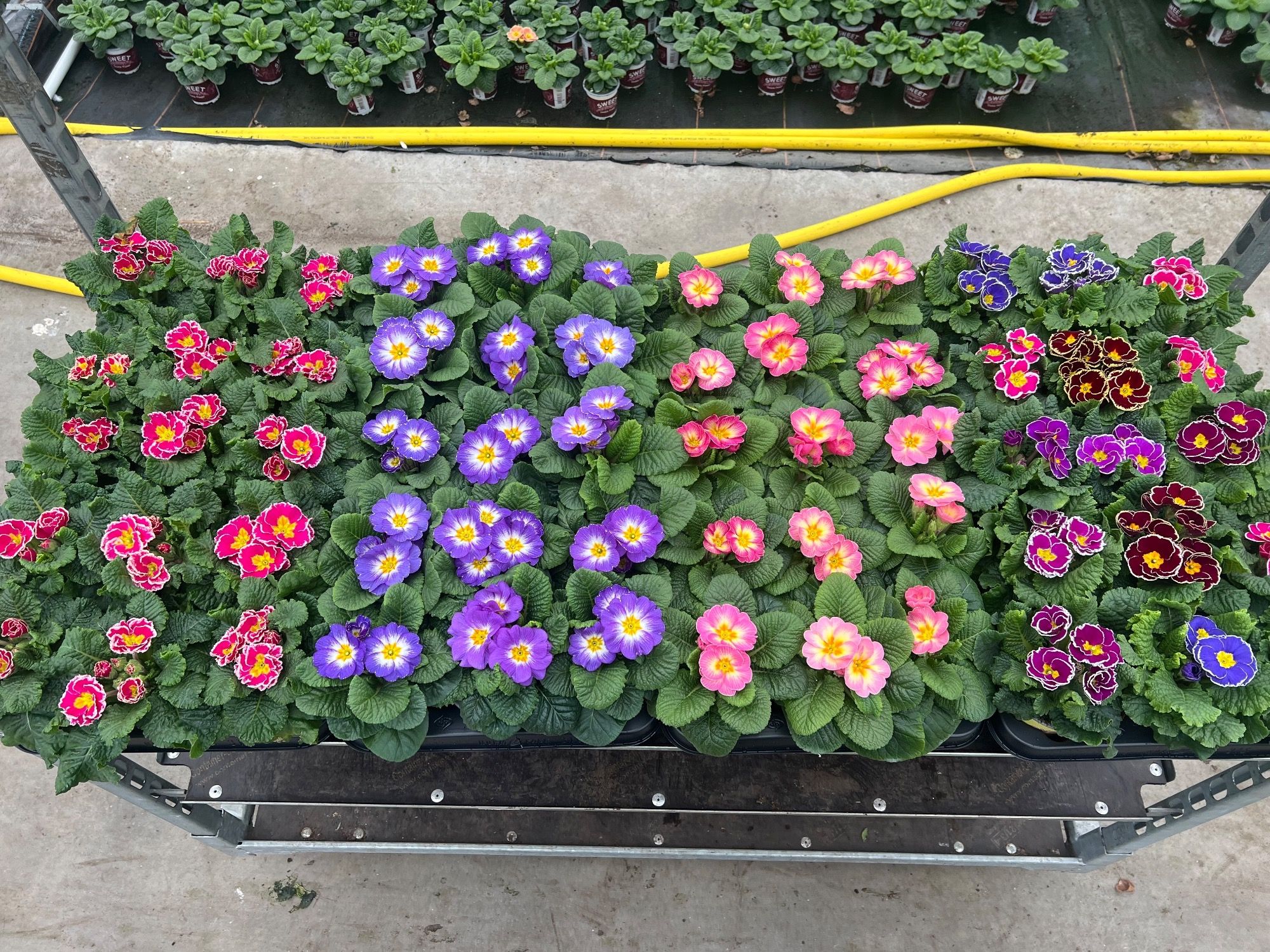 Primula ILY Specials - Mix Per Laag, D 11