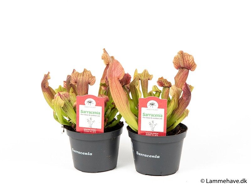 SARRACENIA PURPUREA 'HYBRID MAROON', D 12