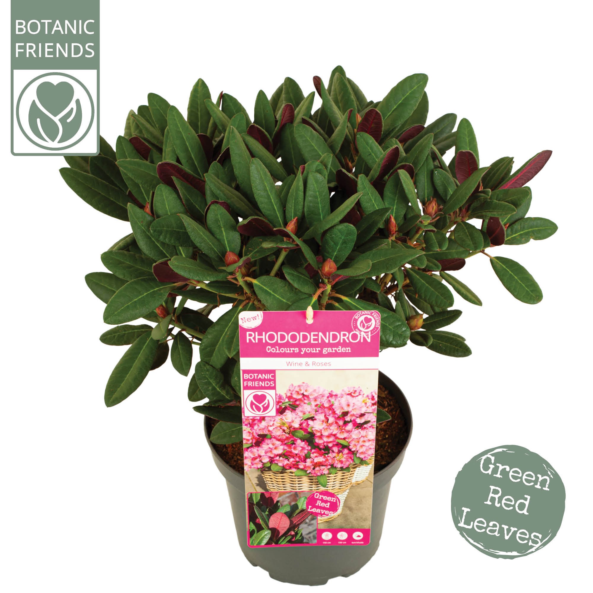 Rhododendron 'Wine & Roses' ®, D 22