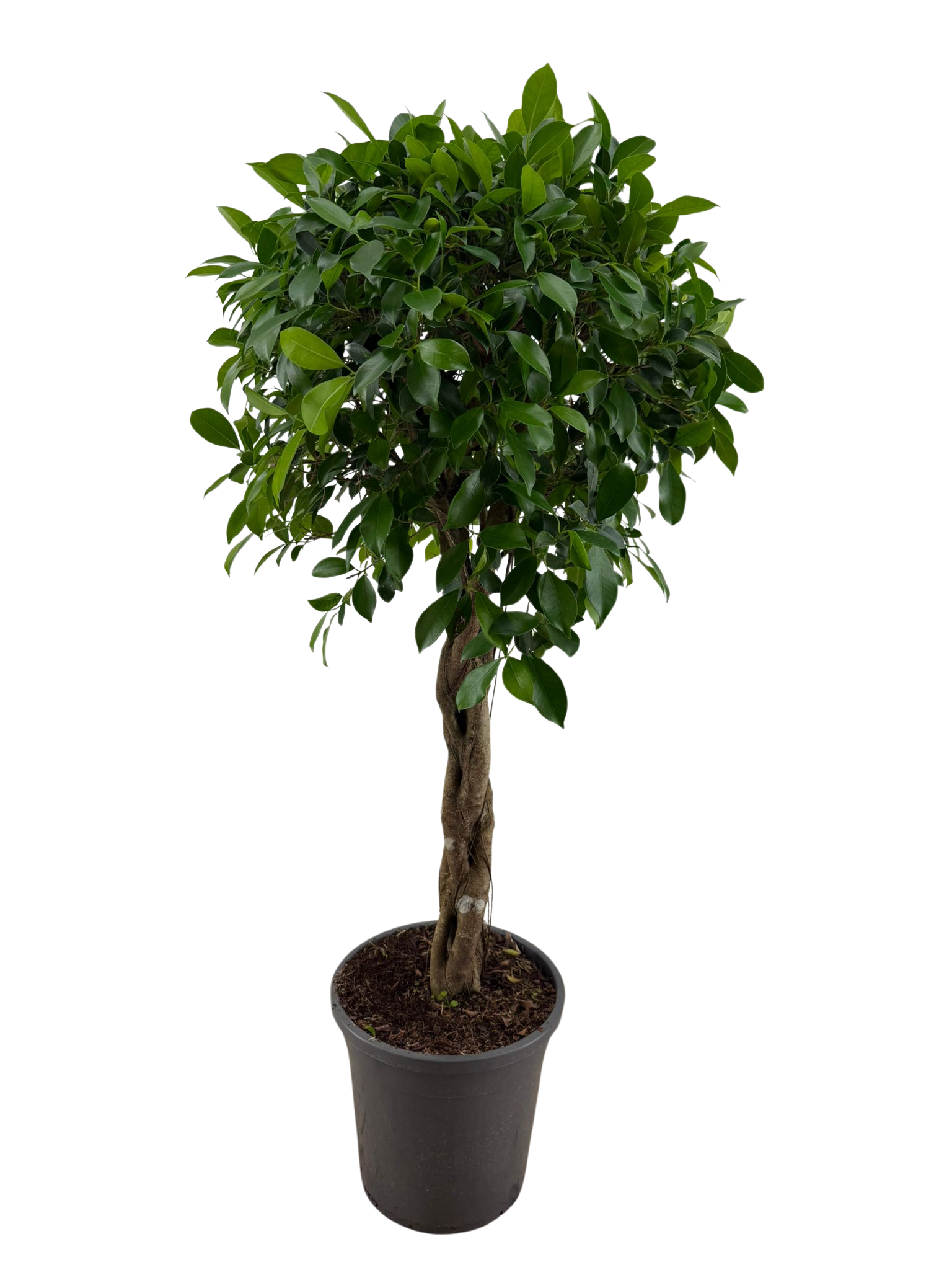 Ficus Nitida gevlochten stam p31, D 31