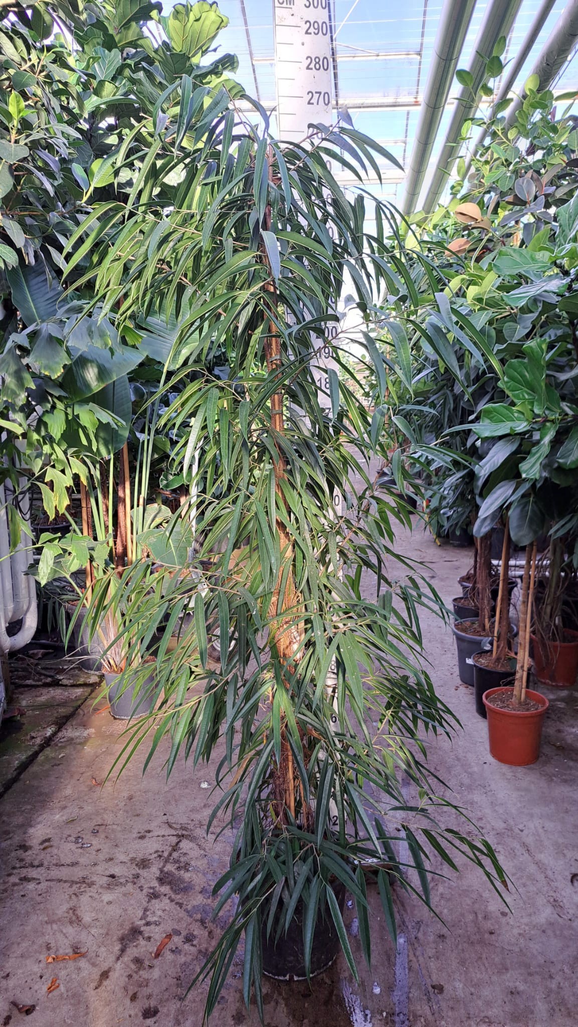 Ficus Alii piramide 250, D 40