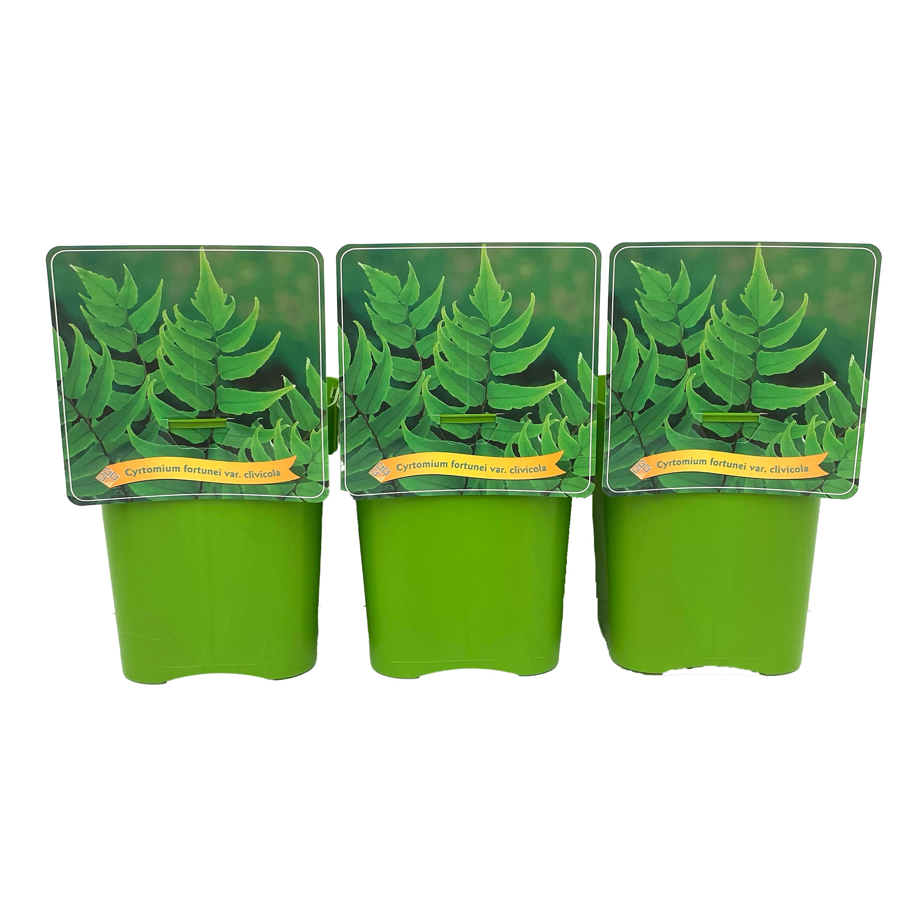 Cyrtomium fortunei var. clivicola C5, D 21