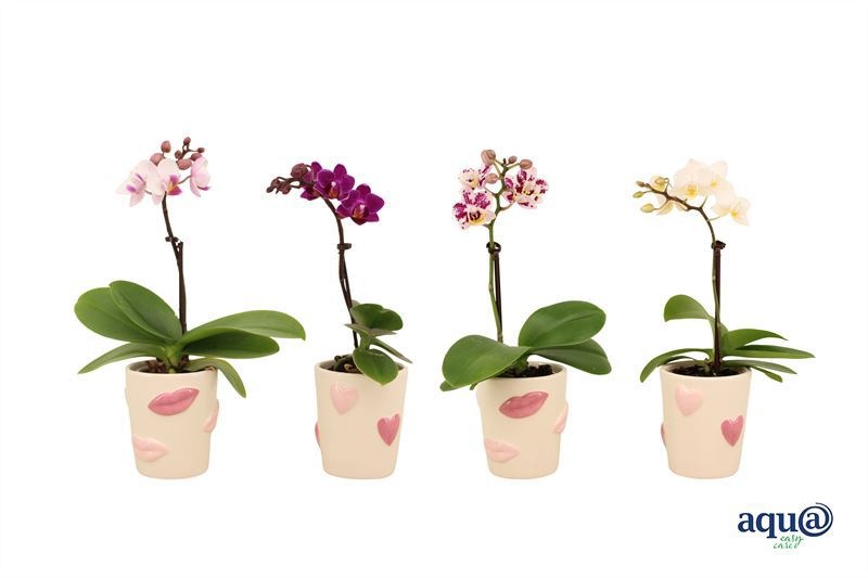 Hearts and kisses p06 keramiek Phal Tiny Dolls mix 1T07+ Aqu@, D 6