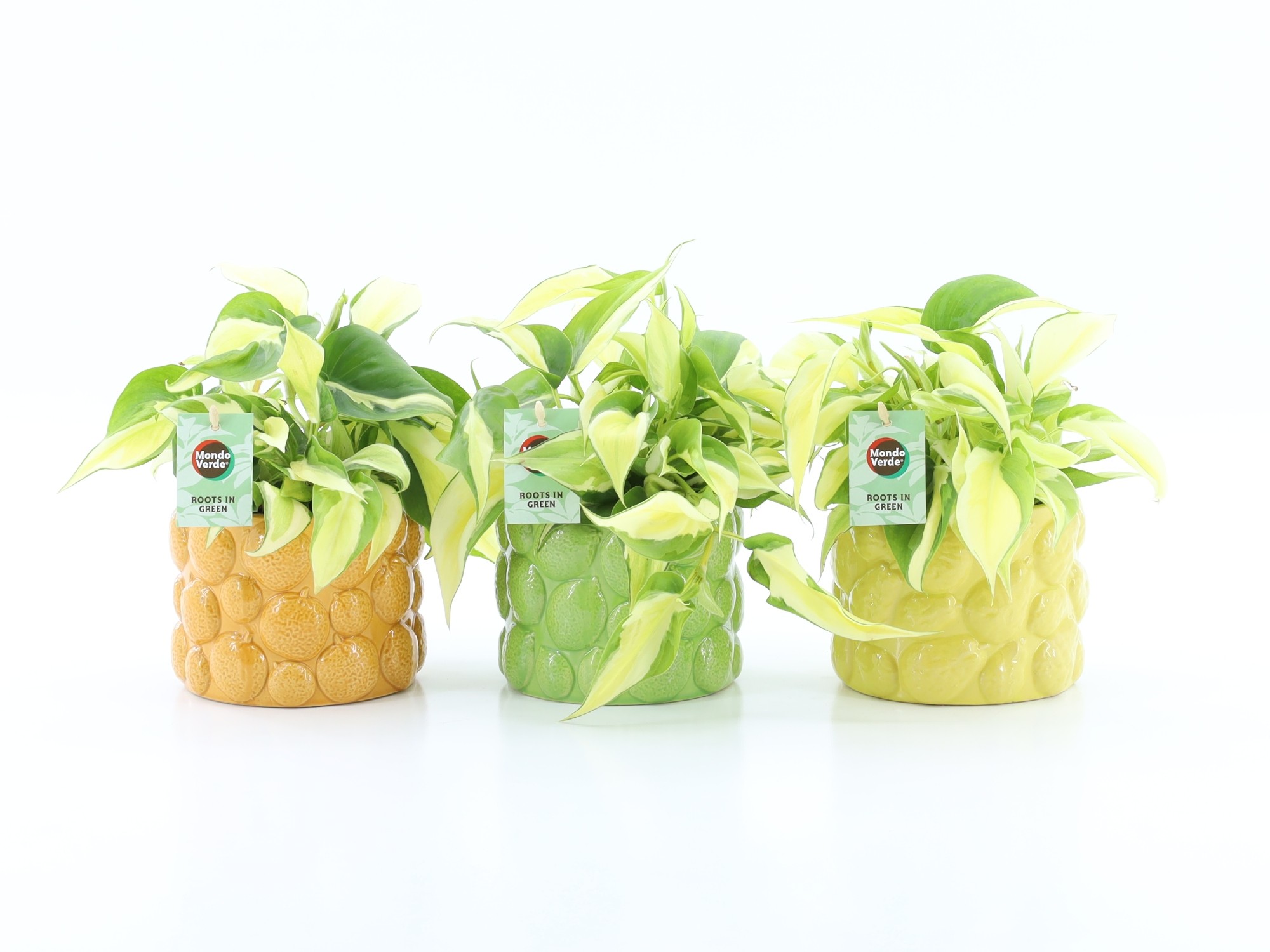 Philodendron scandens Rio in La Dolce Frutta, D 15