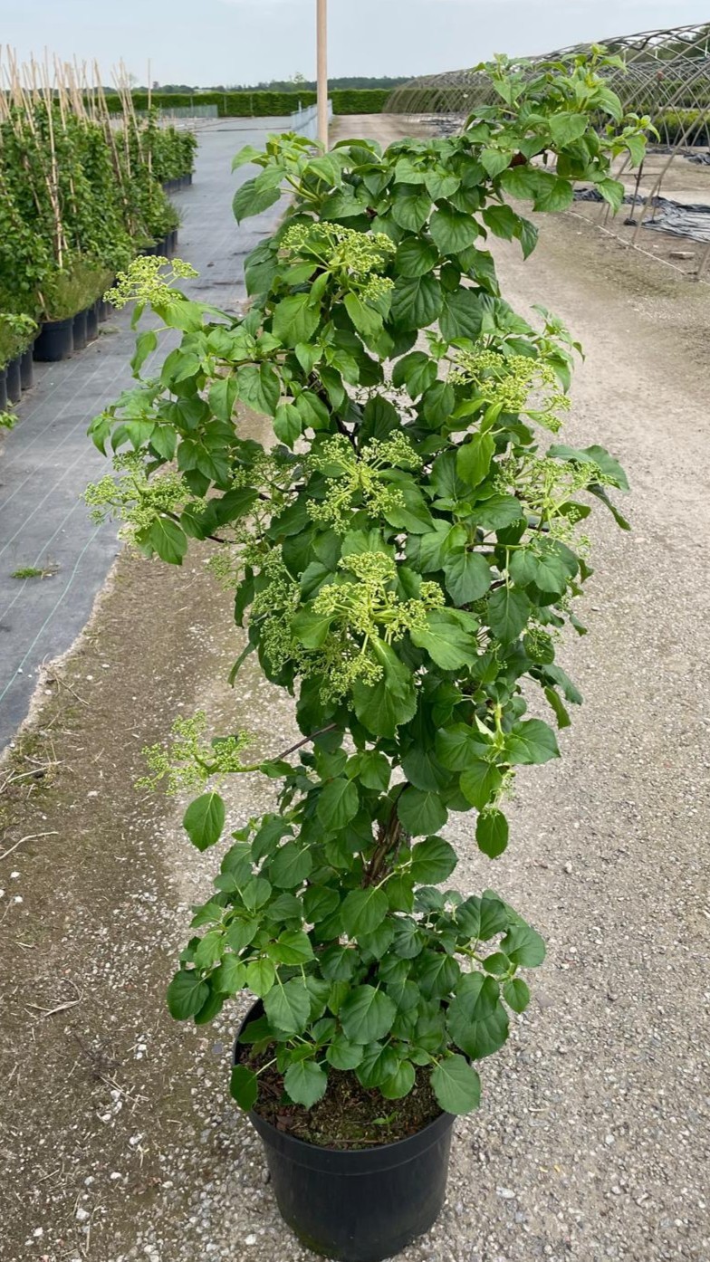 Hydrangea petiolaris, D 31