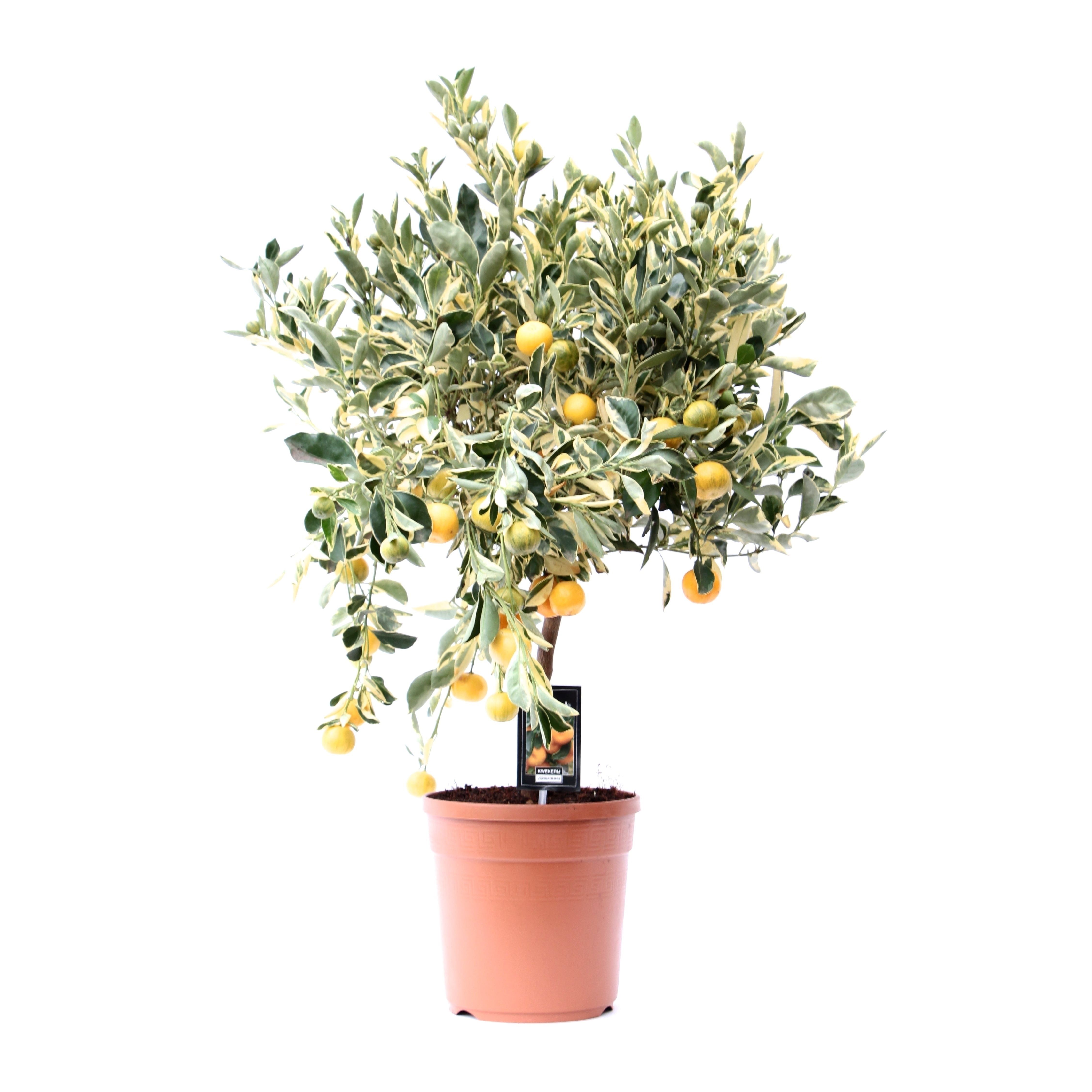 Citrus Variegata, D 22