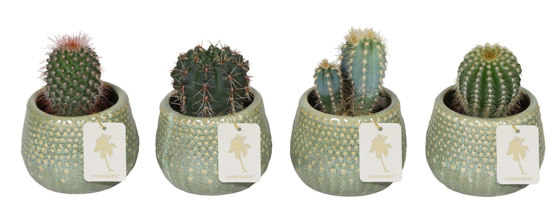 L 67272 With Cactus Mix 6 cm, D 6