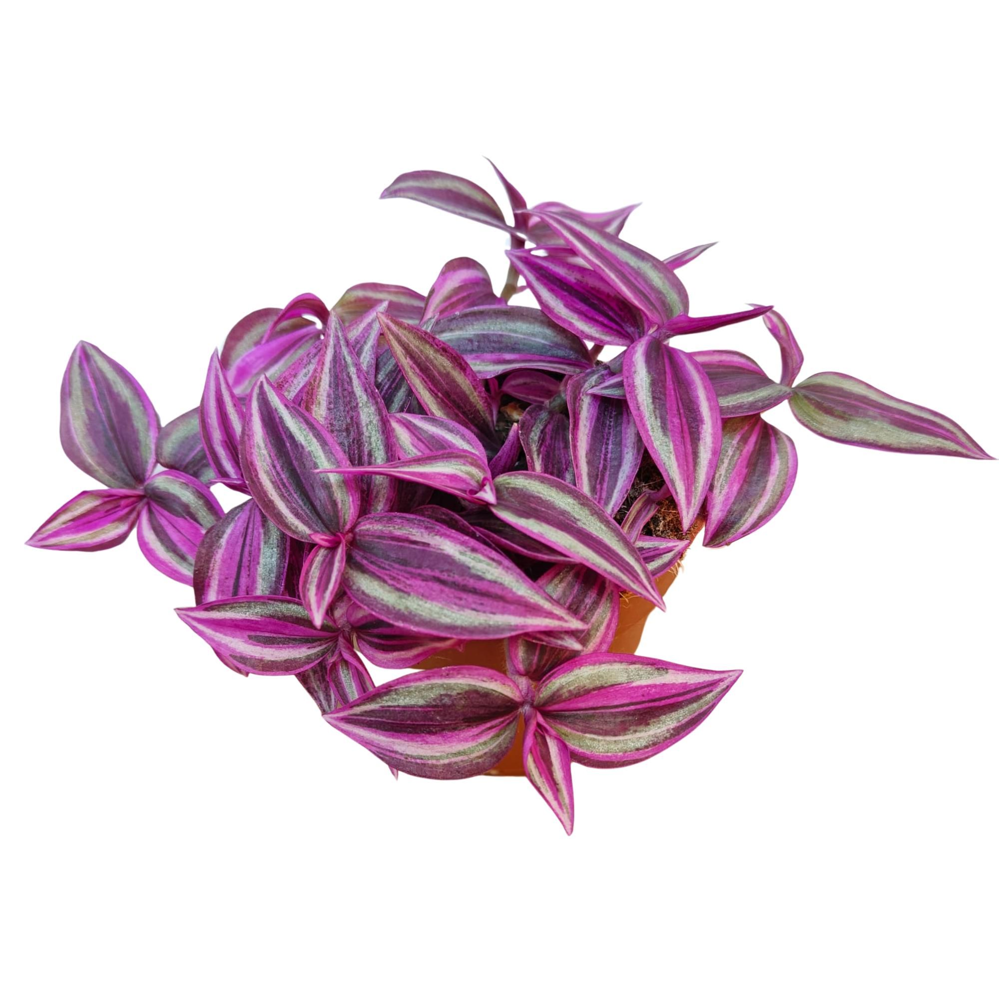 Tradescantia 'Pink Paradise' 9cm, D 9