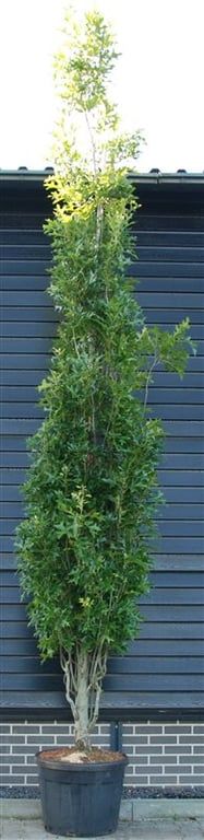 Quercus palustris 'Green Pillar', D 65