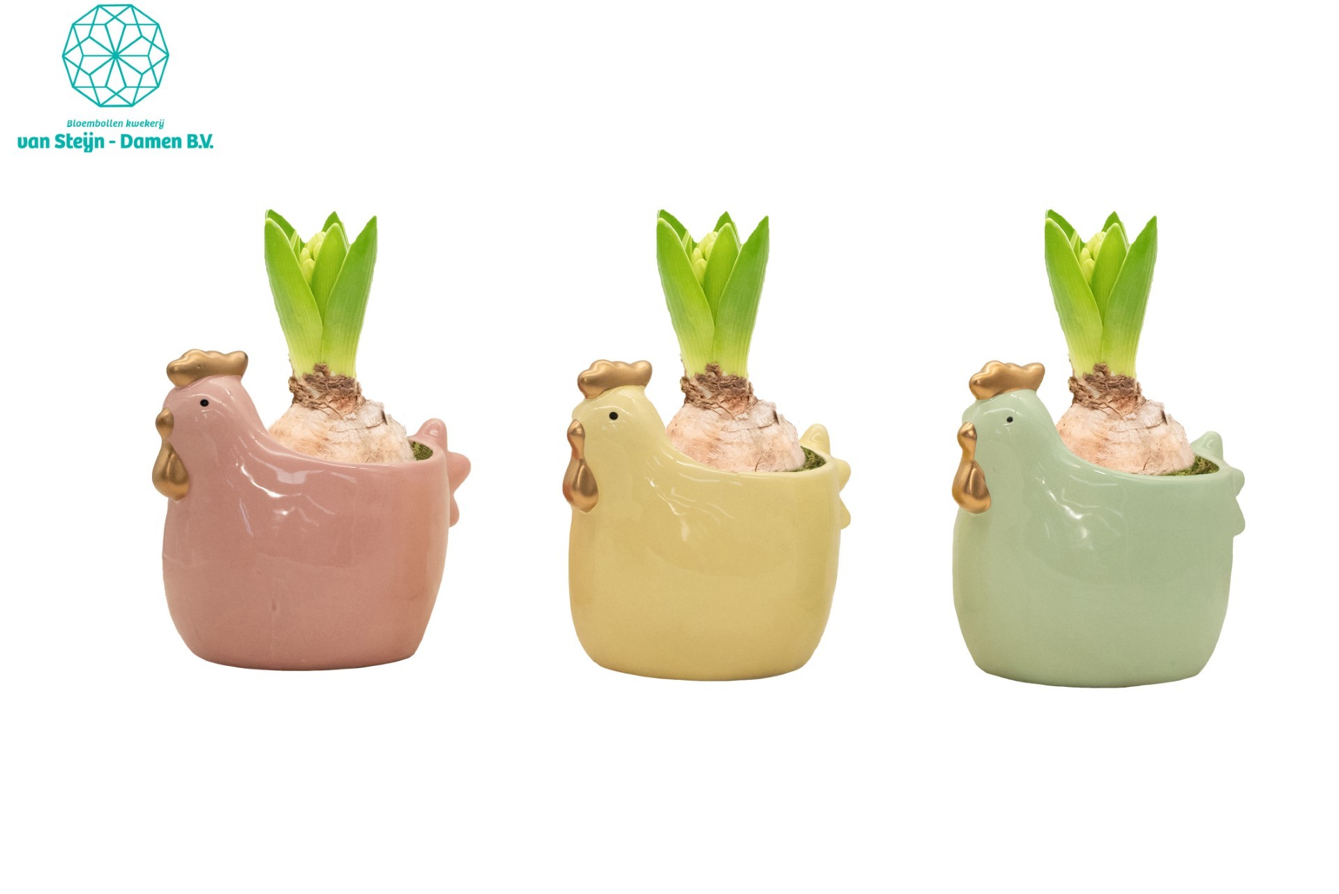 Hyacinthus 'Easter Chicken' (Without Moss), D 16