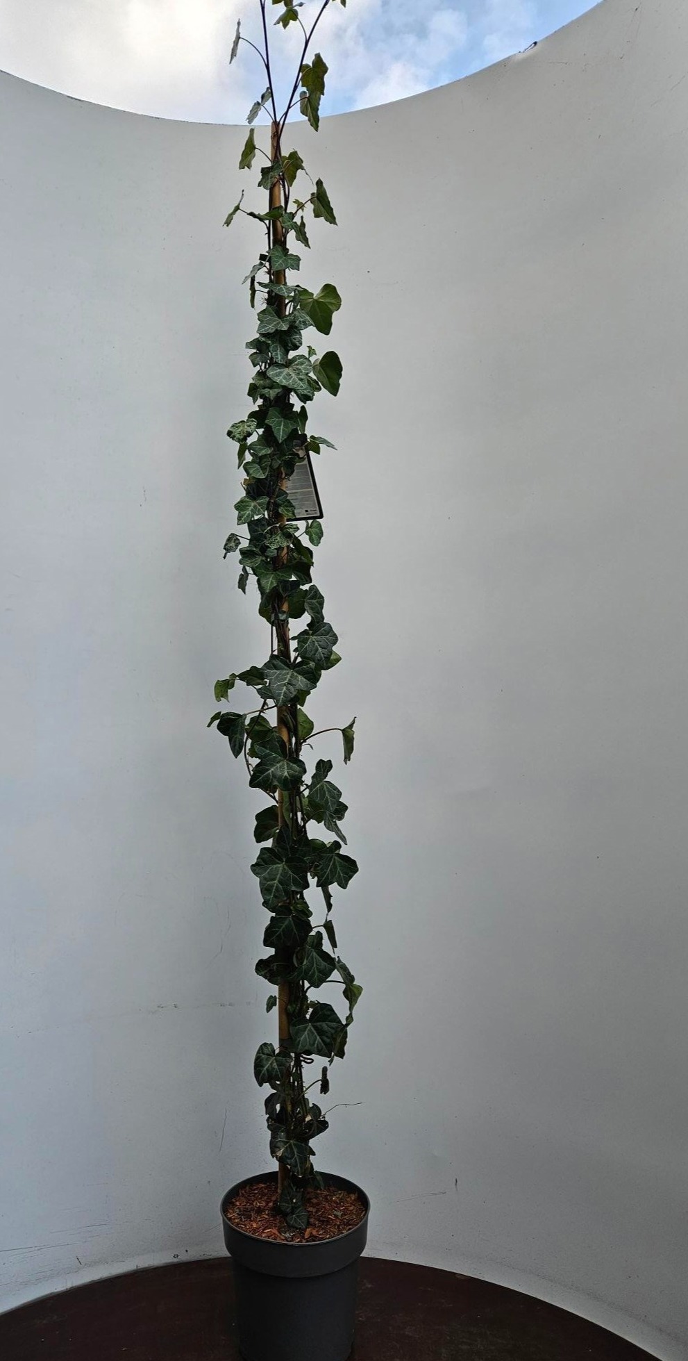 Hedera Hibernica, D 22