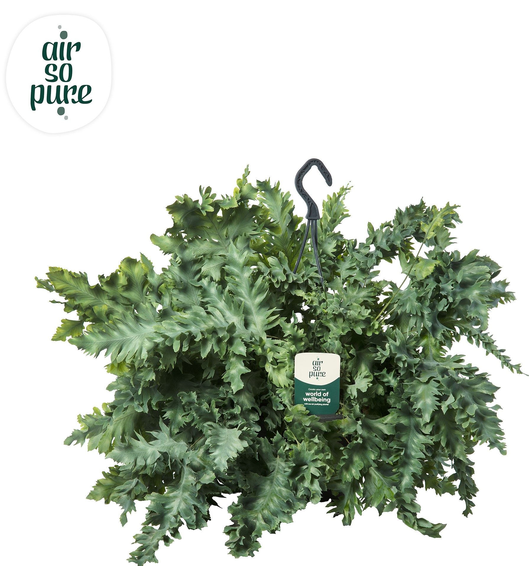 Phlebodium Davana hangpot - Air So Pure, D 20