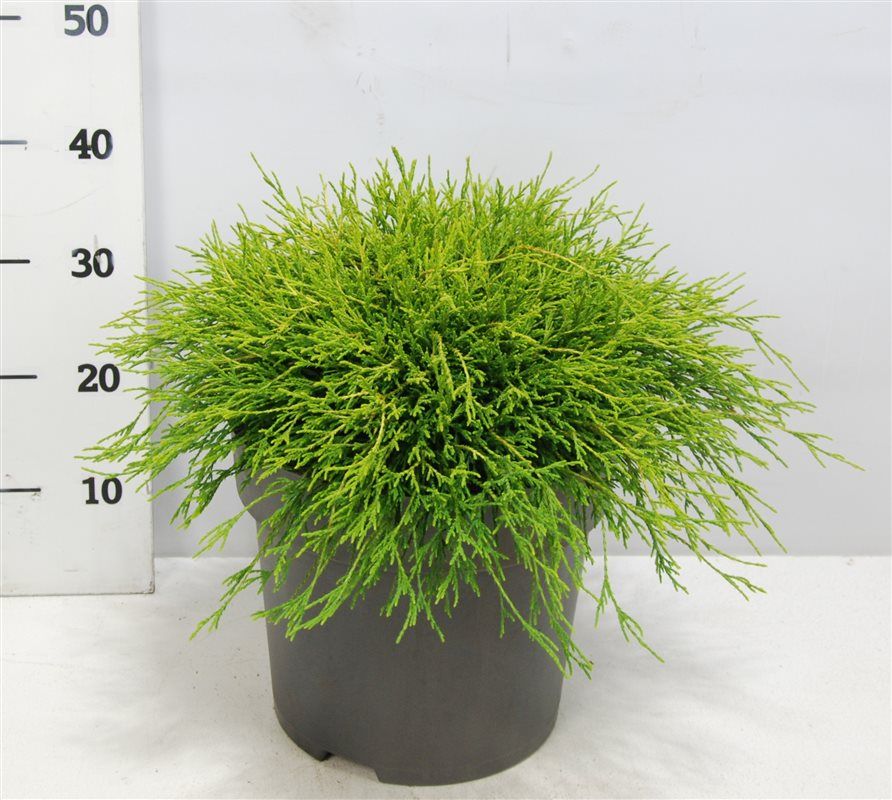 Chamaecyparis p. 'Sungold', D 32