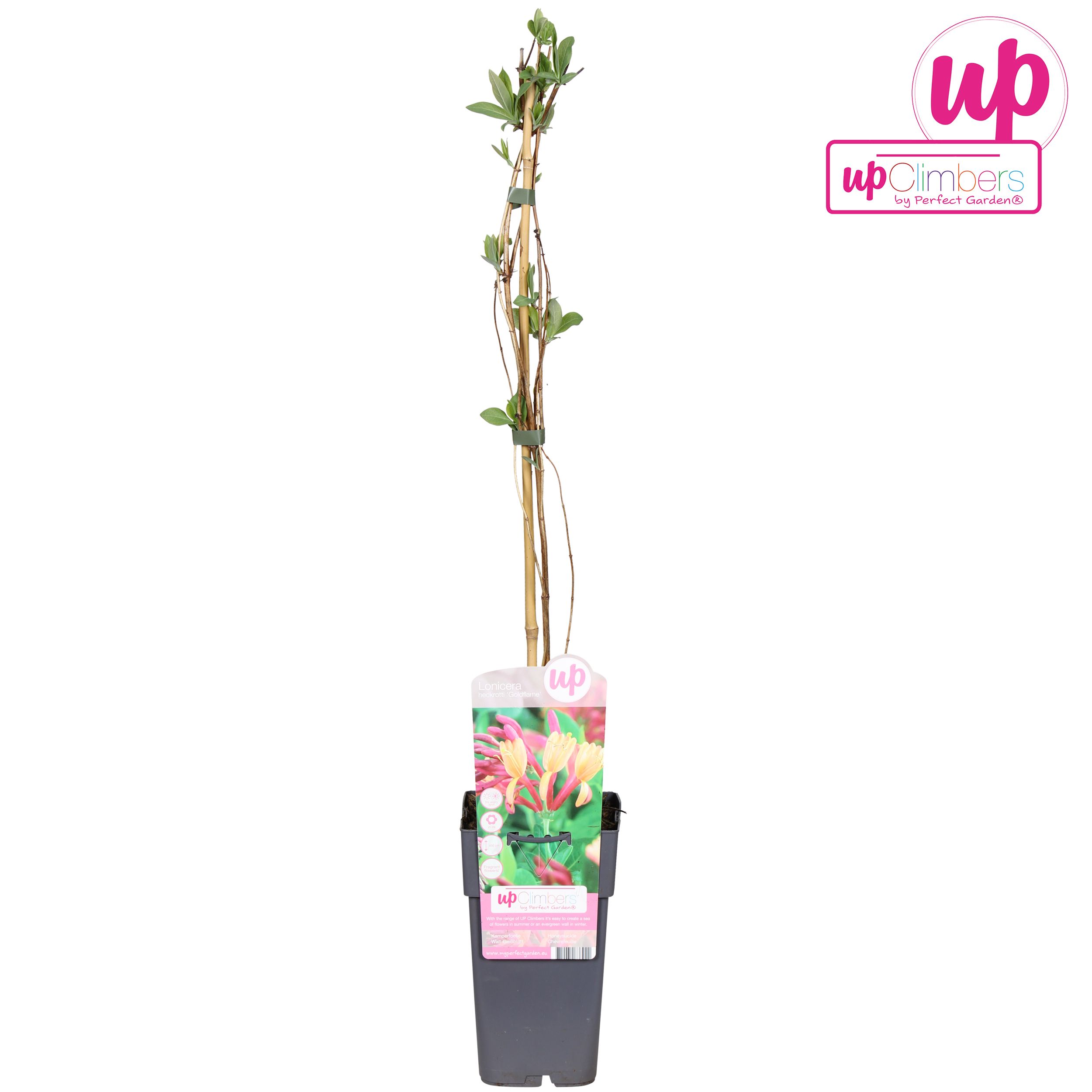 Lonicera heckrottii Goldflame P15, D 15