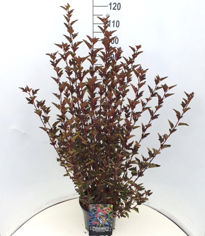 Physocarpus opulif. 'Red Baron', D 29