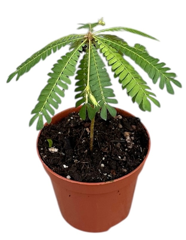 Biophytum Sensitivum P8, D 8