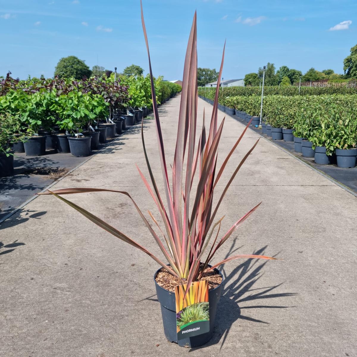 Phormium 'Sundowner', D 29
