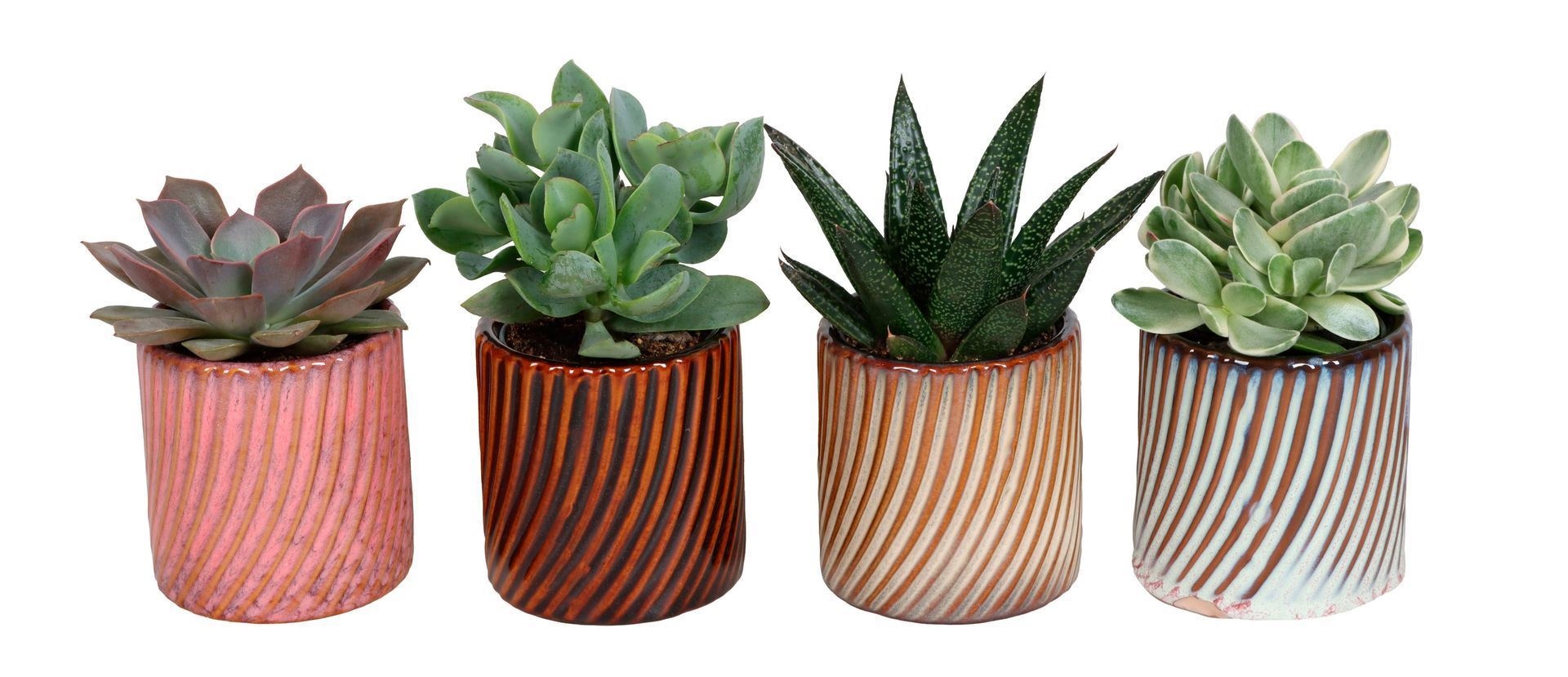 L 67474 With Succulent Mix 6 cm, D 6