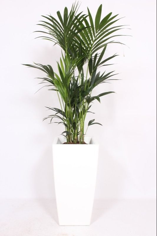 Howea Forsteriana in Piza pot "wit", D 40