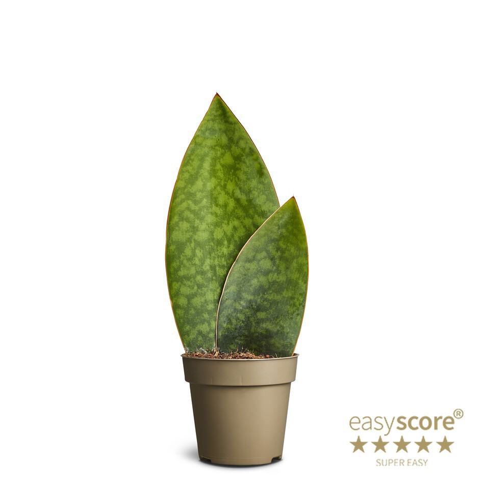 SANSEVIERIA TRIFASCIATA, D 9