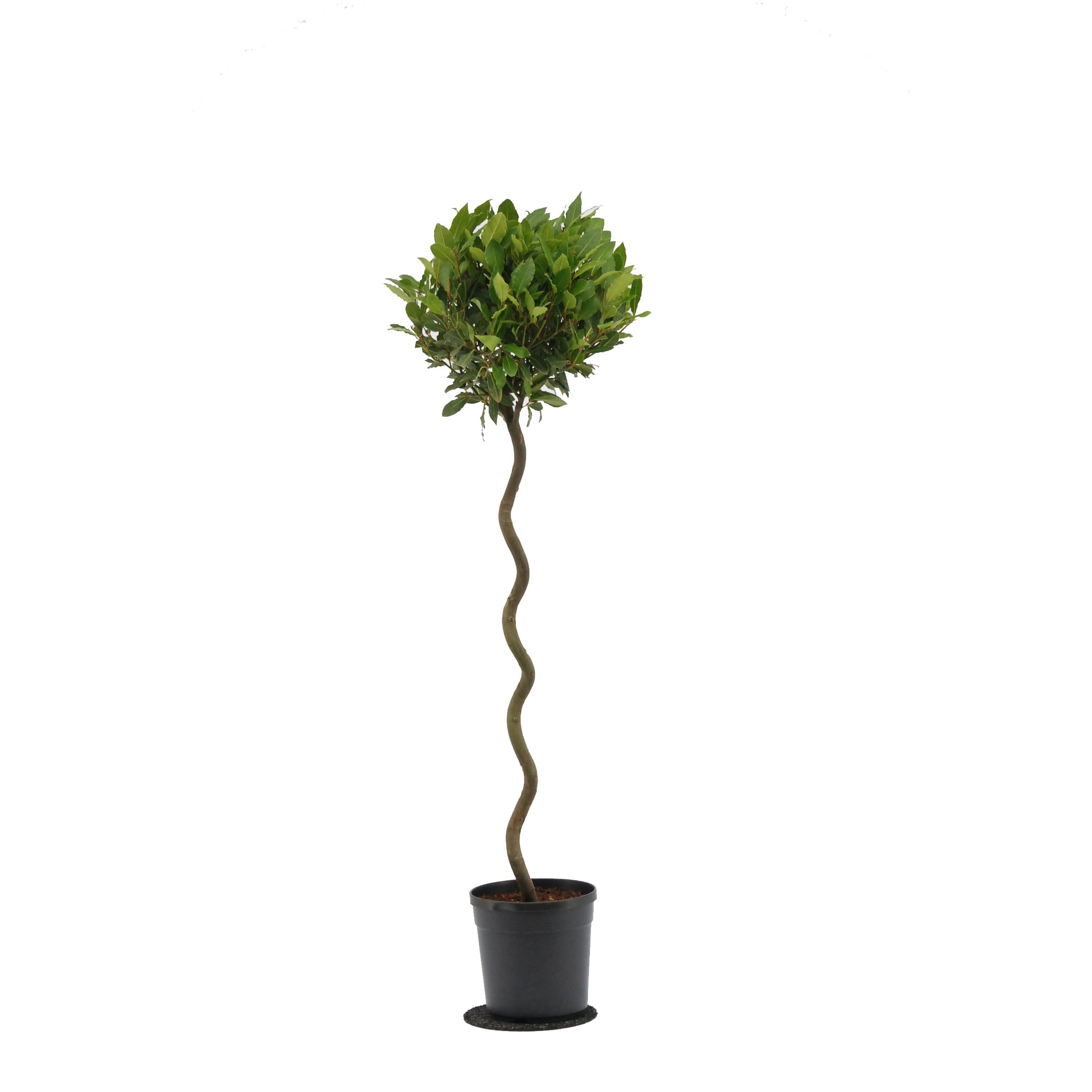 Laurus nobilis Spiraal stam, D 20