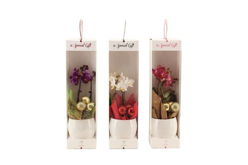 Giftbox Lisa p06 bolpot white Phal Tiny Dolls mix 2T10+ Aqu@, D 6