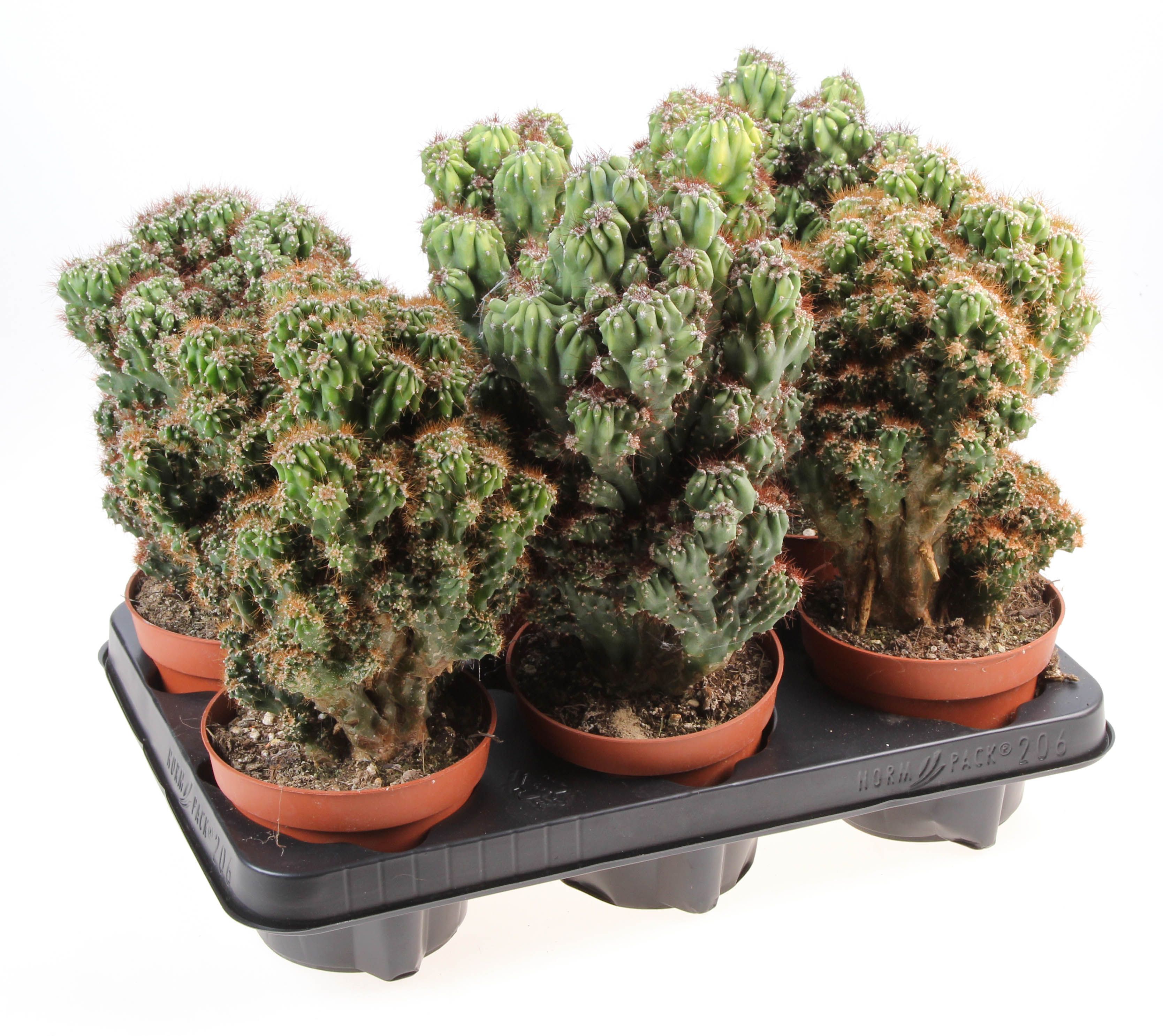 Cereus peruvianus monstrosus mix XL, D 12