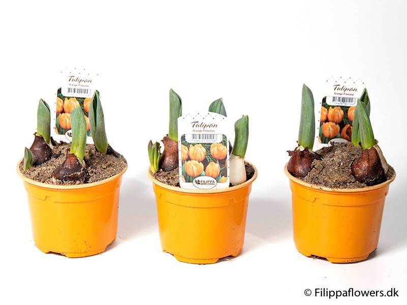 TULIPA FERGANICA 'Orange Princess', D 10