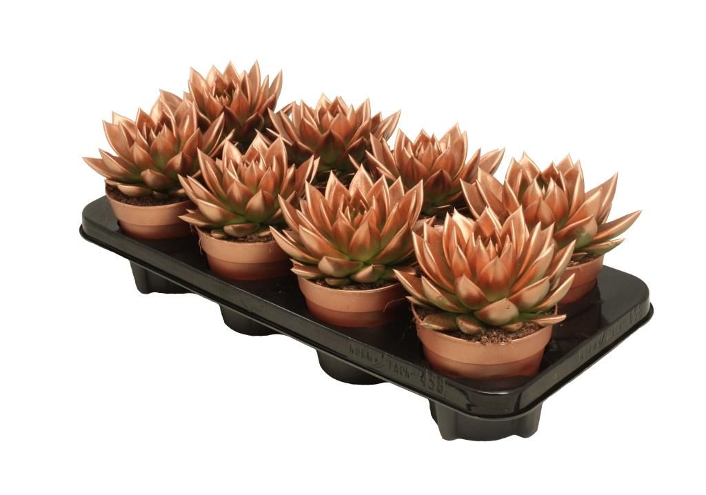 Miranda coloured bronze, D 12