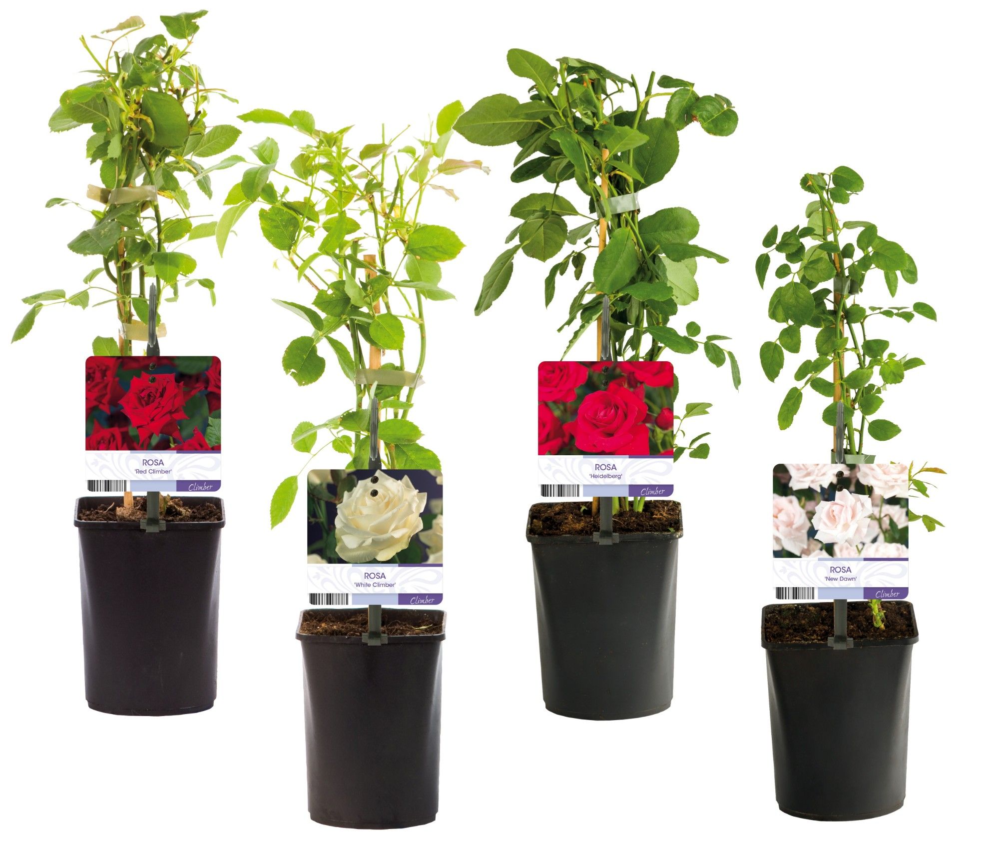 Mix CC Rosa +light label, D 11