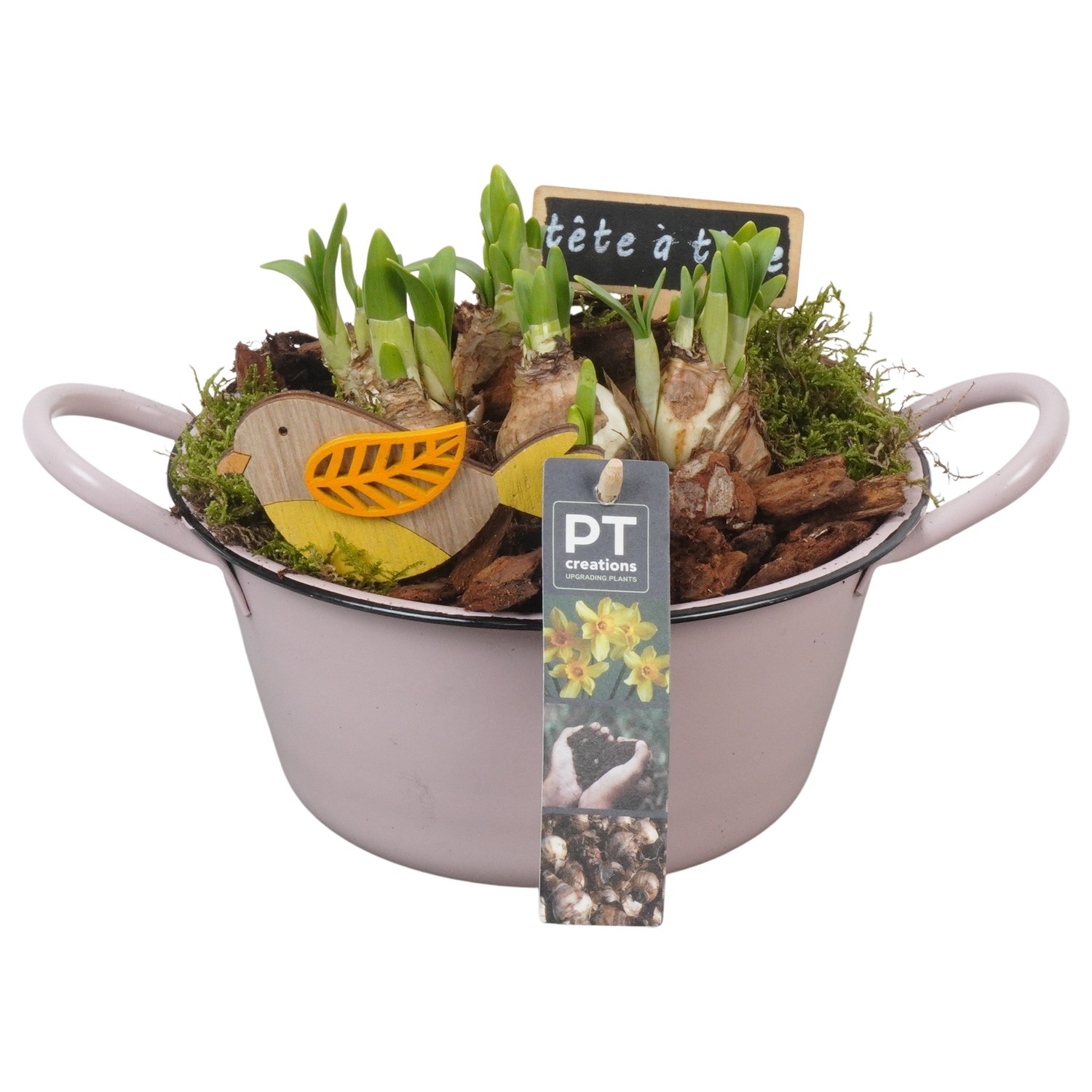 PTN8529 Arrangement Narcissus in zink schaal, D 19