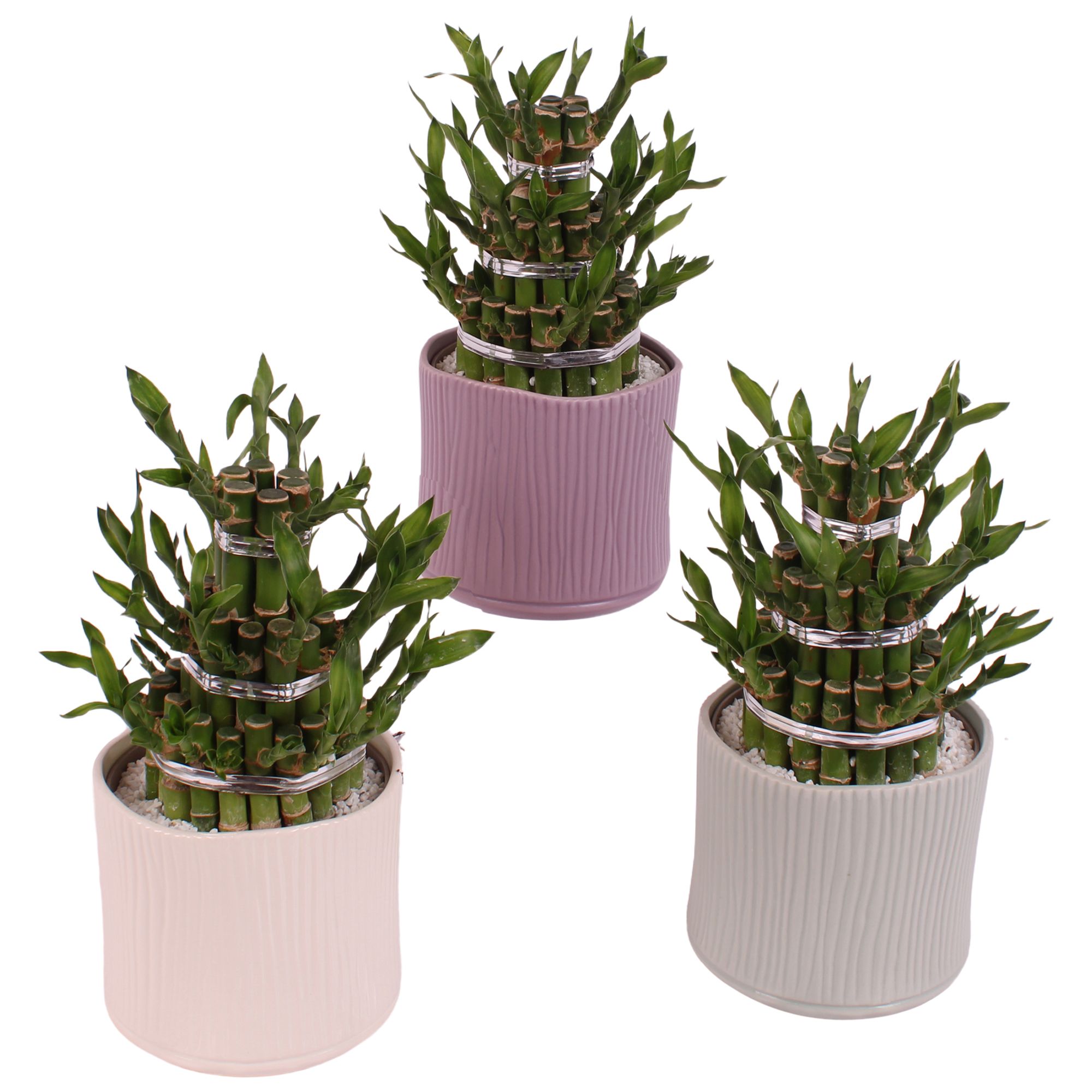 Lucky Bamboo Shape Round 3B Ø13cm Ceramic SE570, D 13