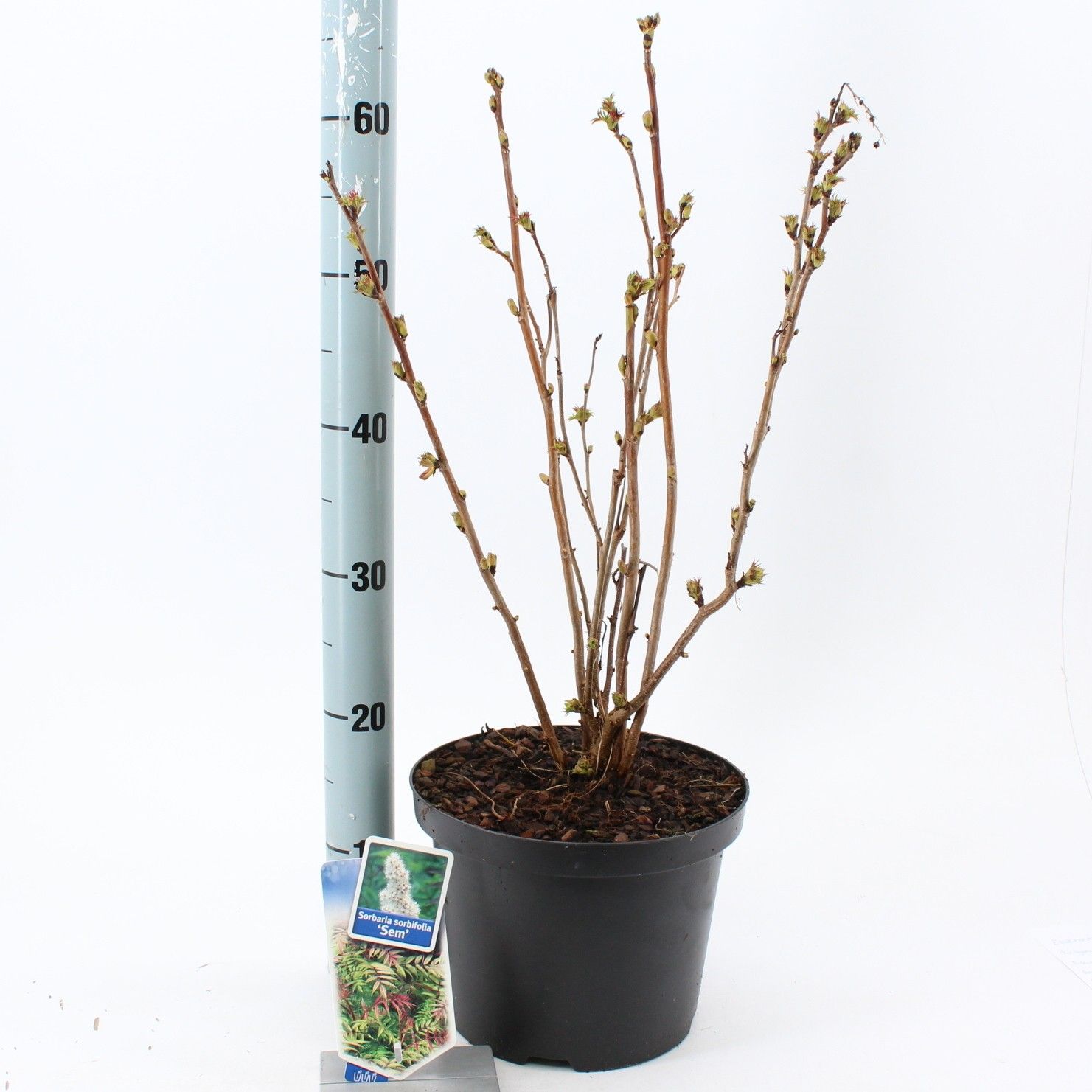 Sorbaria sorb. 'Sem' PBR, D 23