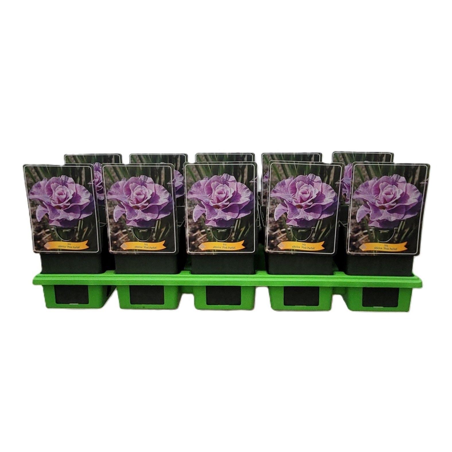 Iris Sibirica 'Pink Parfait' P11, D 11