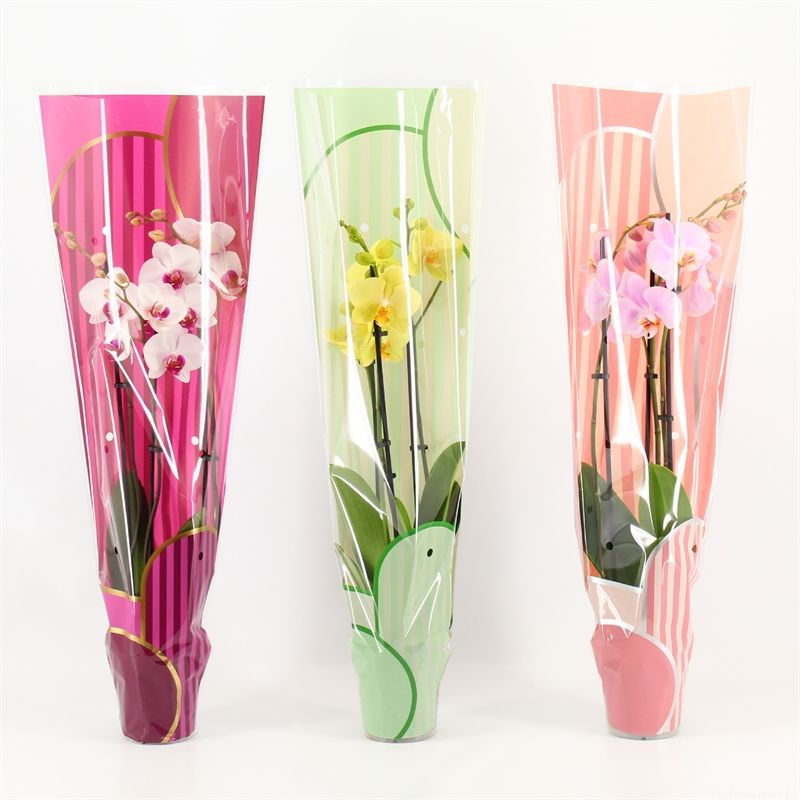 Phalaenopsis gemengd 3 tak gemengd in Leandra hoes, D 12