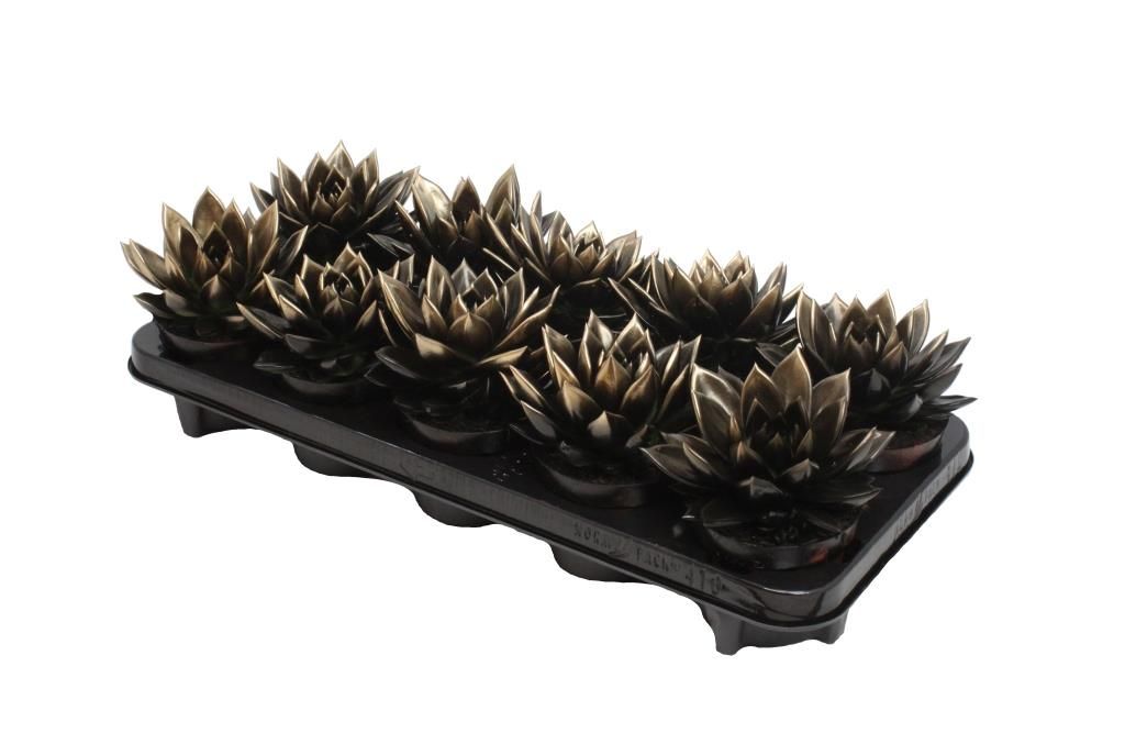 Miranda bicoloured black/gold, D 10,5