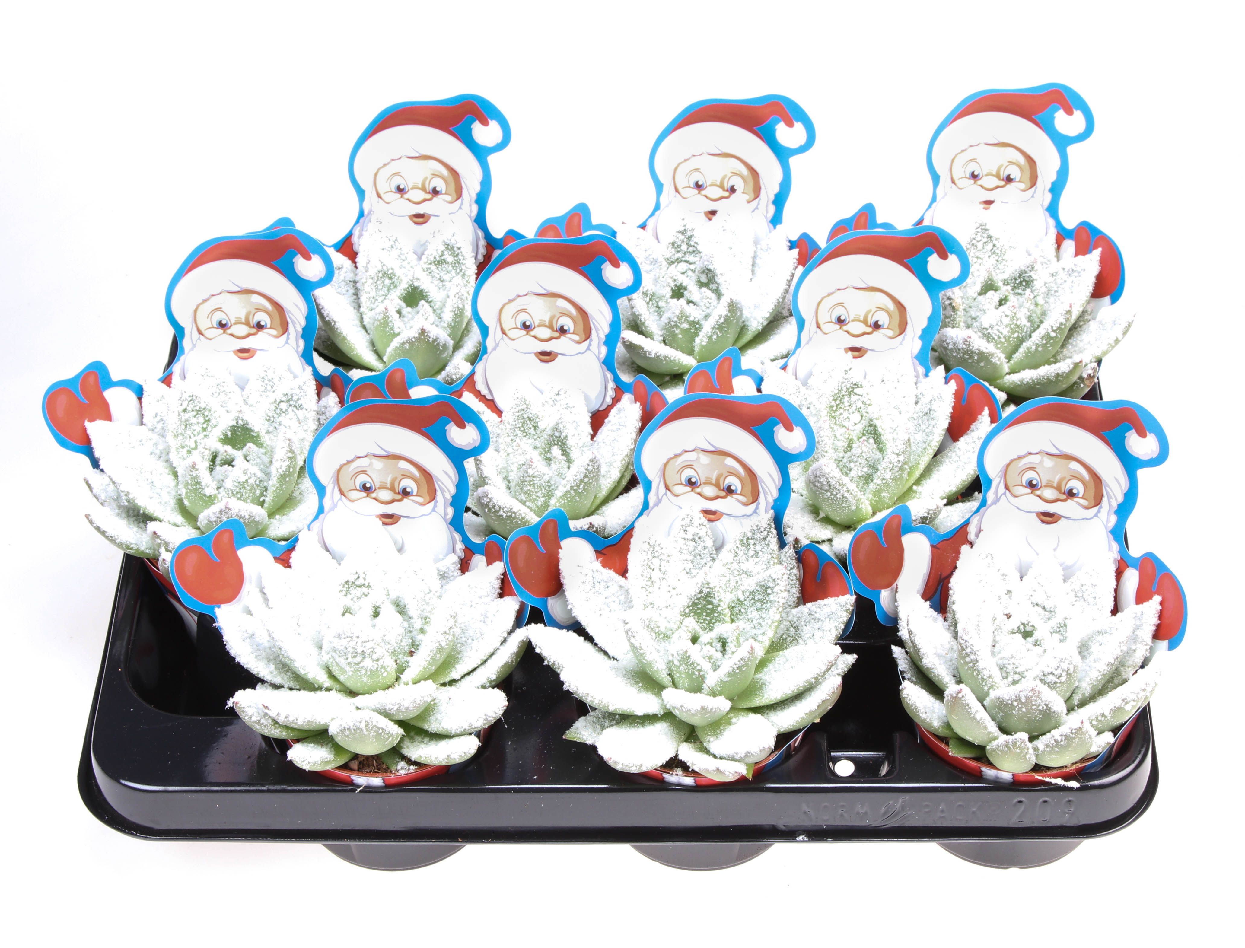 Potcover Santaclaus miranda + bio snow, D 8,5