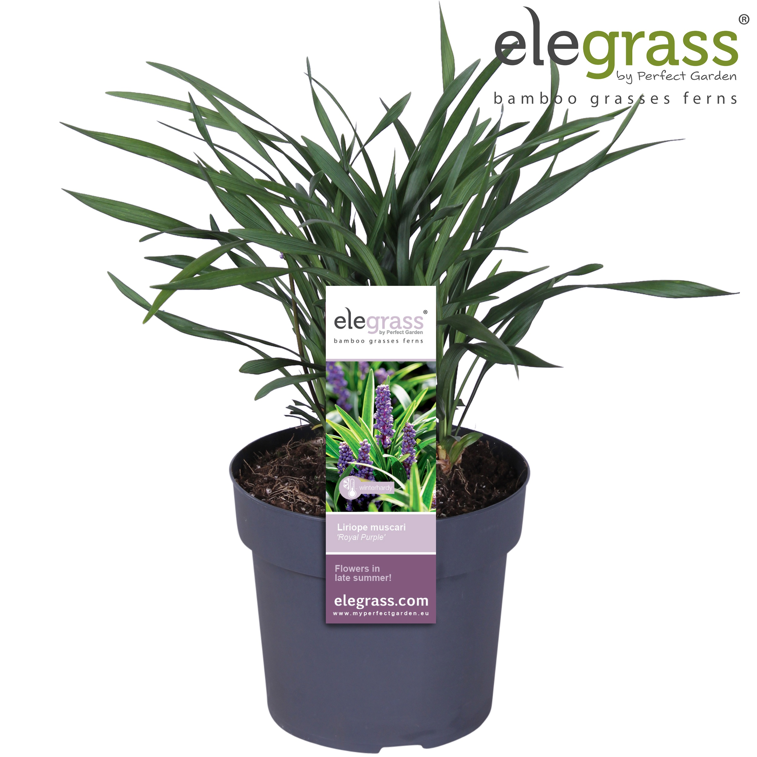 Liriope muscari 'Royal Purple' P19, D 19