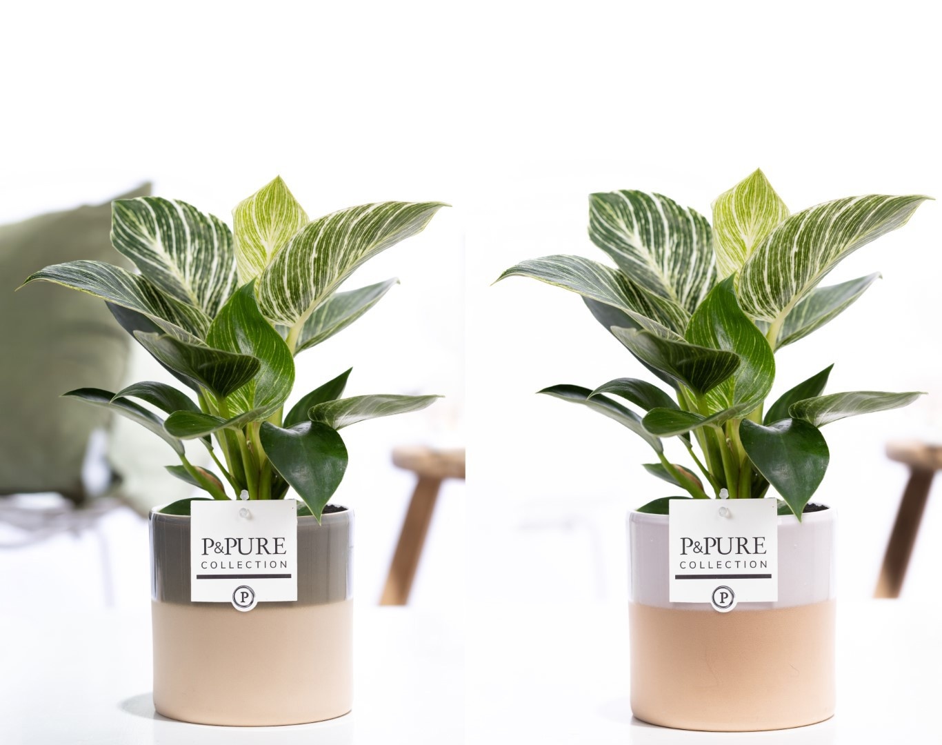 Philodendron White Wave in P&PURE Tess 2 ceramics ass. 2, D 12