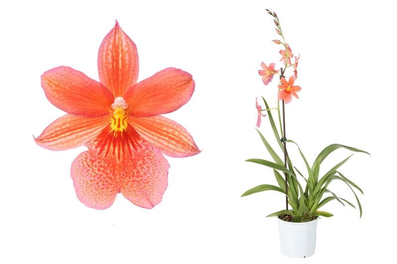 Cambria p12 Nelly Boon 1T08+, D 12