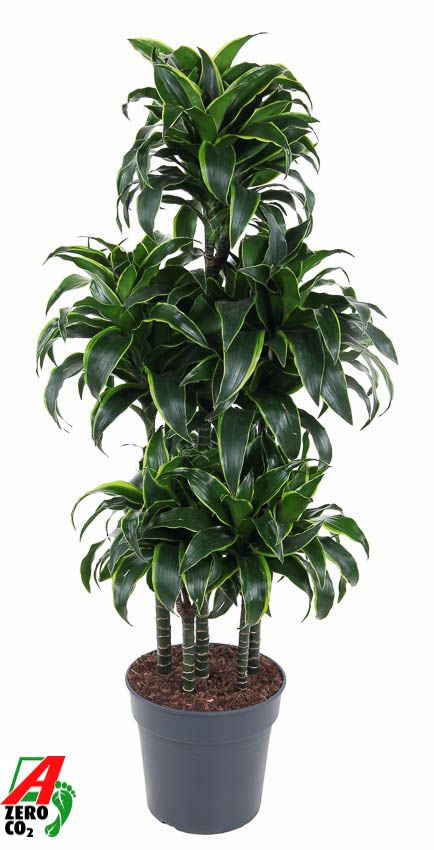 Dracaena Dorado 90-carrousel, D 31
