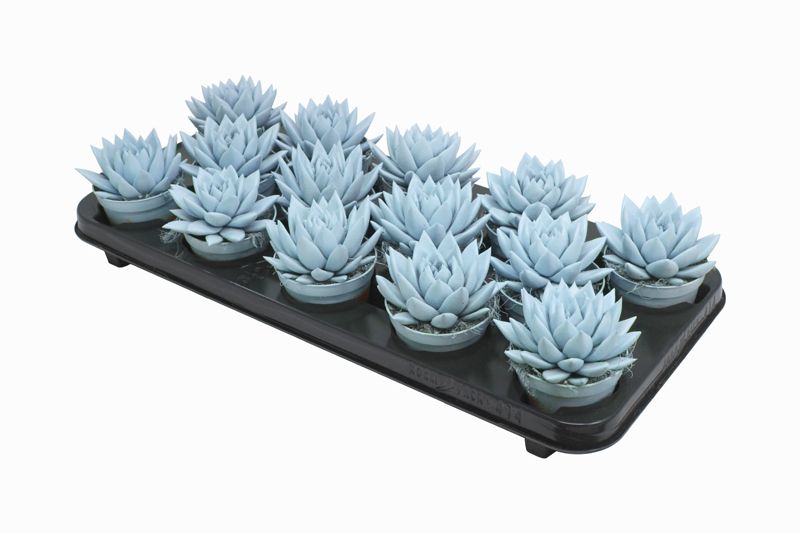 Miranda coloured pastel blue, D 8,5