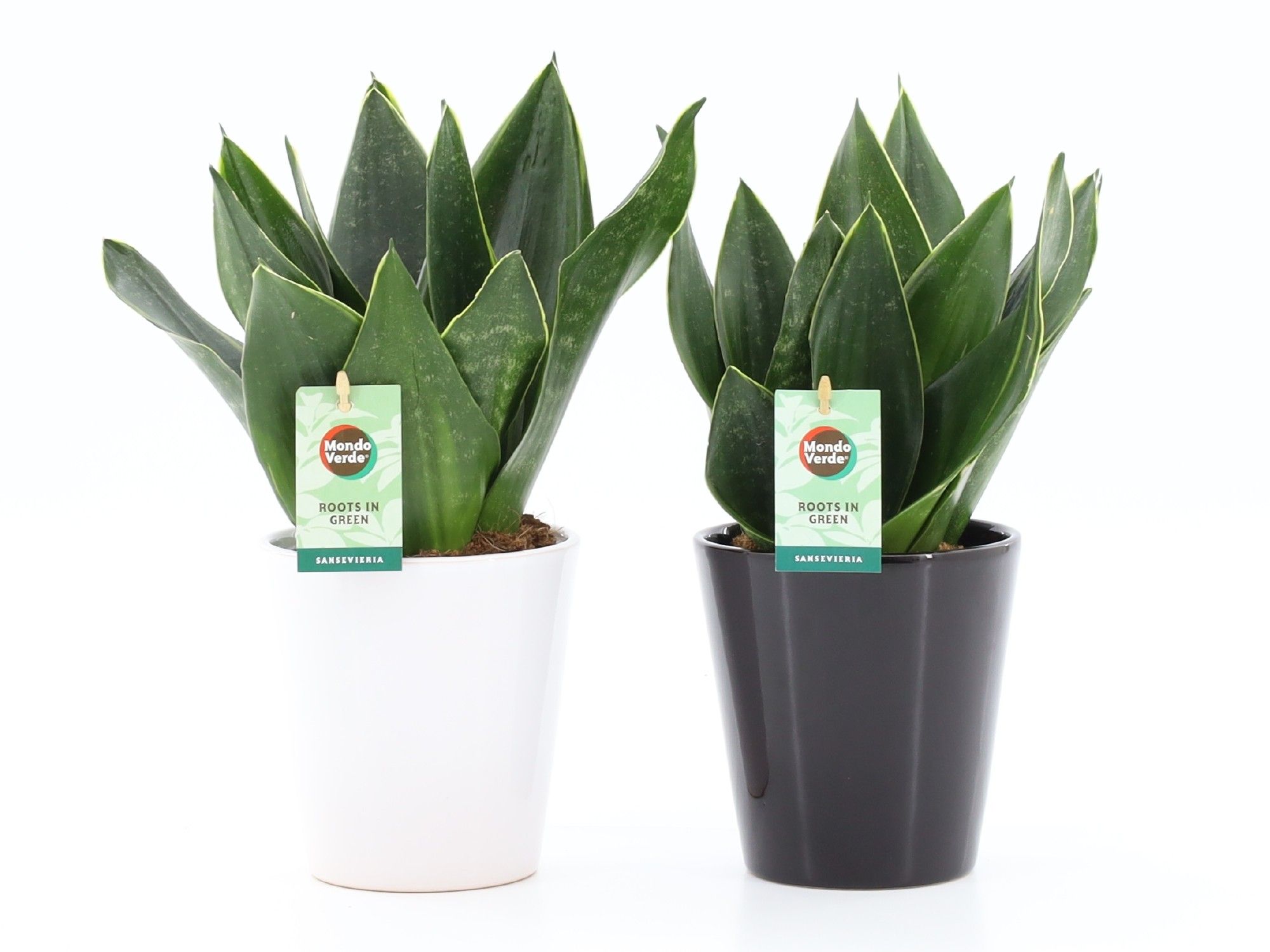 Sansevieria Black Diamond in Zwart & Wit keramiek, D 13